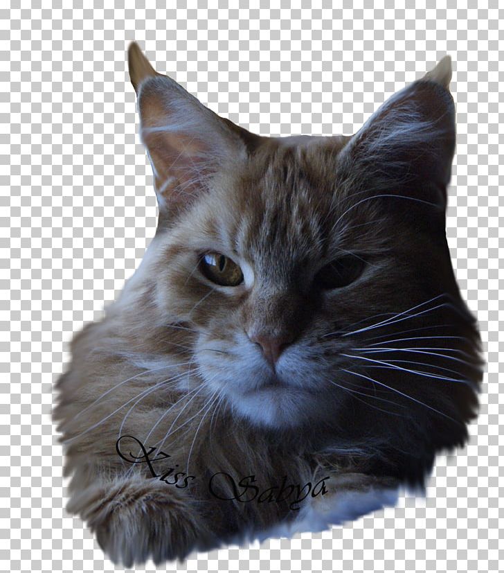 Whiskers European Shorthair Maine Coon California Spangled Domestic Short-haired Cat PNG, Clipart, Animals, California Spangled, Carnivoran, Cat, Cat Like Mammal Free PNG Download
