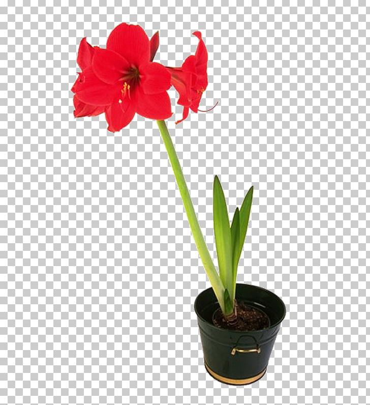 Amaryllis Flowerpot Portable Network Graphics PNG, Clipart, Amaryllis, Amaryllis Belladonna, Amaryllis Family, Cactus, Cut Flowers Free PNG Download