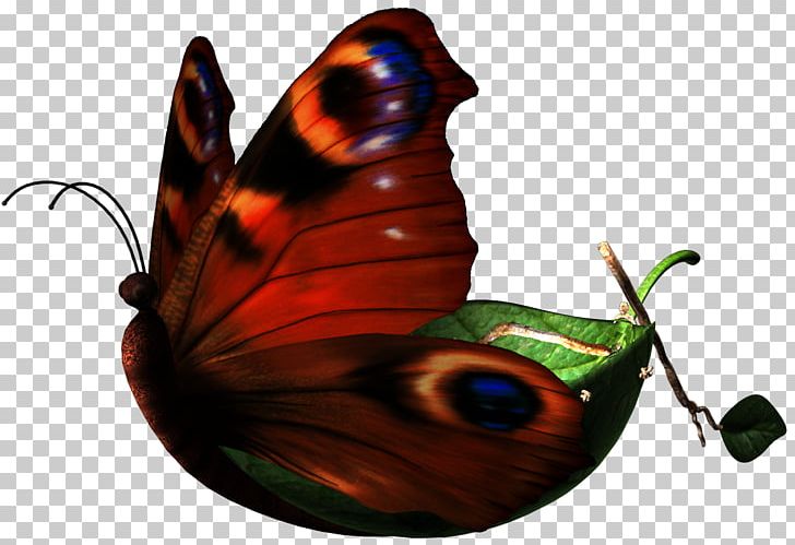 Butterfly Insect Pollinator PNG, Clipart, Arthropod, Brush Footed Butterfly, Butterflies, Butterflies And Moths, Butterfly Free PNG Download