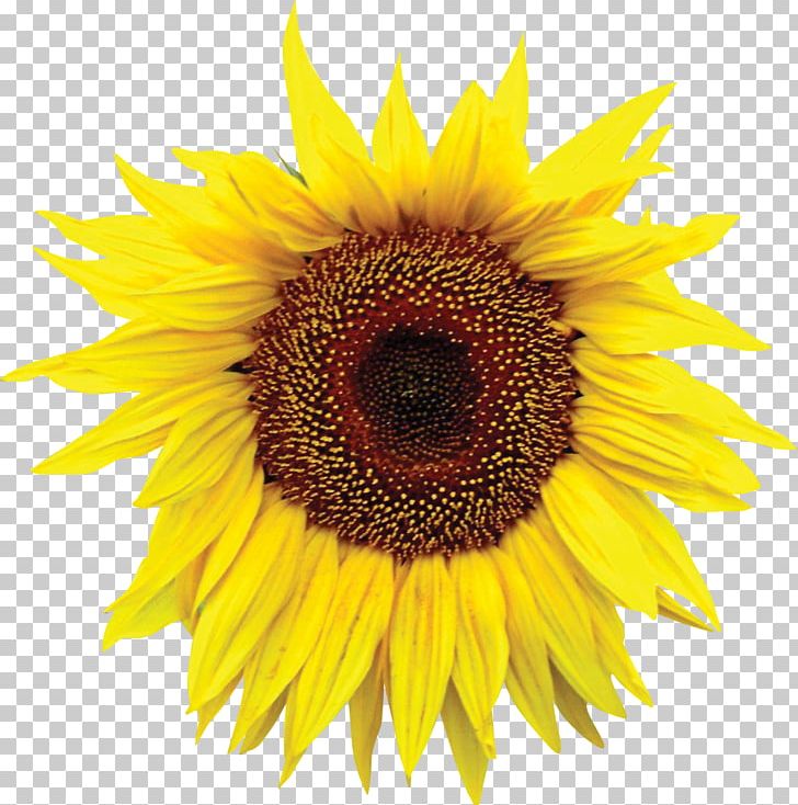 Common Sunflower Sunflower Seed PNG, Clipart, Annual Plant, Art, Common Sunflower, Daisy Family, Flower Free PNG Download