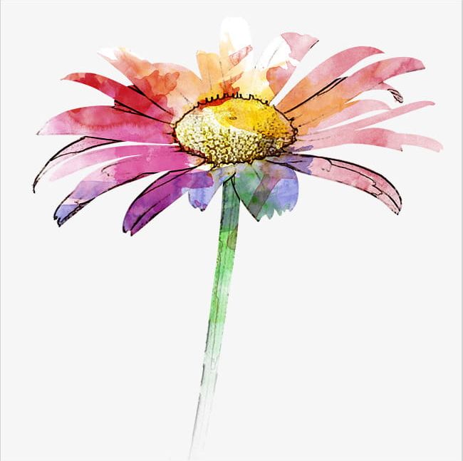 Gerbera Hand Painted PNG, Clipart, A Gerbera, Chrysanthemum, Close, Close To Gerbera, Flowers Free PNG Download