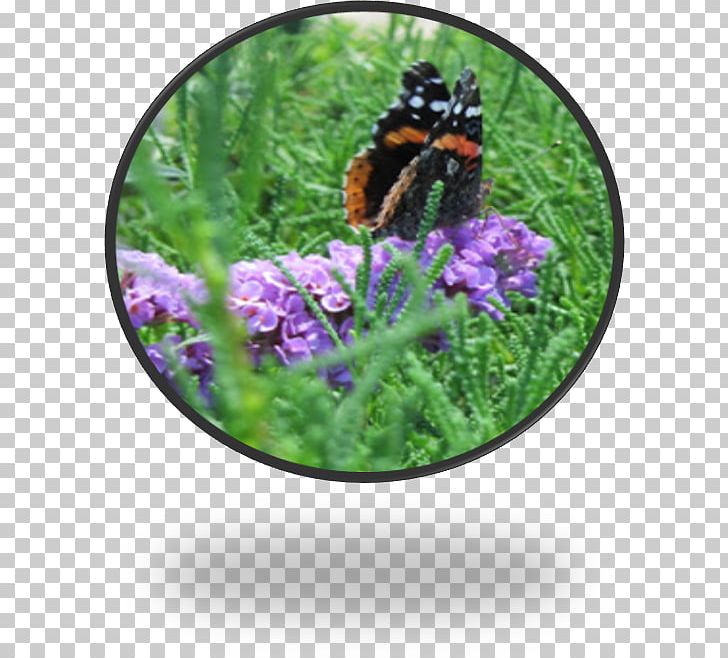 Insect Purple Herb Flower Membrane PNG, Clipart, Animals, Butterfly, Eastern Tiger Swallowtail, Flower, Herb Free PNG Download