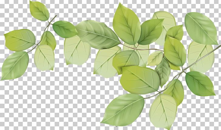 Leaf Plant Stem Petal PNG, Clipart, Branch, Flora, Flower, Green, Hand Free PNG Download