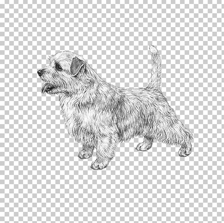 Glen Cairn Terrier Norfolk Terrier Dog Breed Rare Breed Dog Png Clipart Black And White Breed