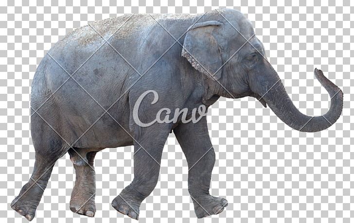 Stock Photography African Elephant PNG, Clipart, African Elephant, Animals, Elephant, Elephants And Mammoths, Fauna Free PNG Download