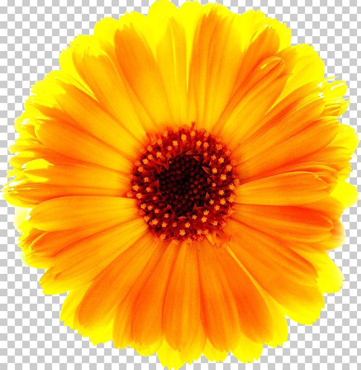 Yellow Common Daisy Flower PNG, Clipart, Calendula, Common Daisy, Daisy Family, Download, Flower Free PNG Download