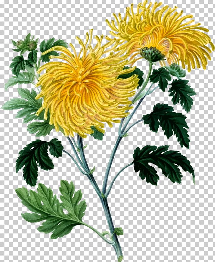 Chrysanthemum Botany Yellow PNG, Clipart, Annual Plant, Art, Botanical Illustration, Botanical Illustrator, Chrysanthemum Coronarium Free PNG Download