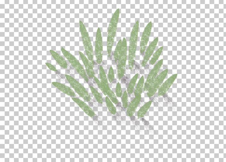 Leaf Plant Stem PNG, Clipart, Grass, Leaf, Organism, Plant, Plant Stem Free PNG Download
