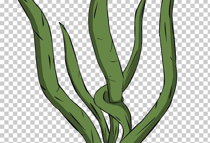 Seaweed Drawing Kelp Macrocystis Pyrifera PNG, Clipart, Animation, Cartoon, Color, Commodity, Drawing Free PNG Download