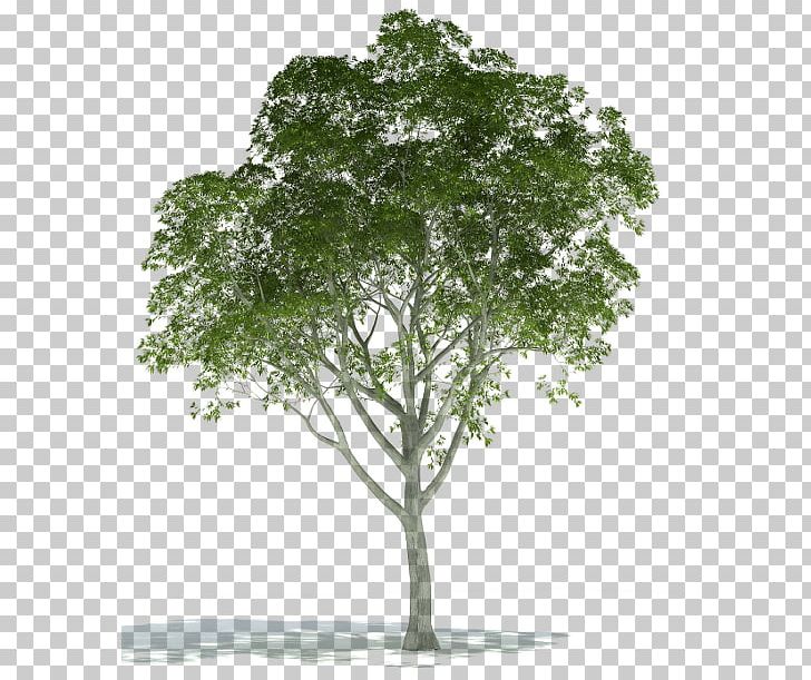 Tree Plant Rendering PNG, Clipart, 3 D, 3d Computer Graphics, 3d Rendering, Architectural Rendering, Architecture Free PNG Download