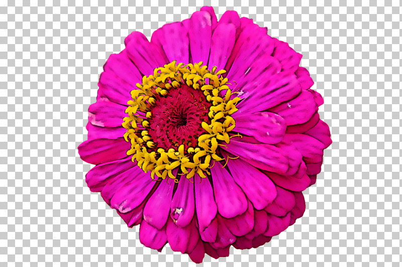 Transvaal Daisy Cut Flowers Chrysanthemum Flower Dahlia PNG, Clipart, Annual Plant, Aster, Chrysanthemum, Cut Flowers, Dahlia Free PNG Download