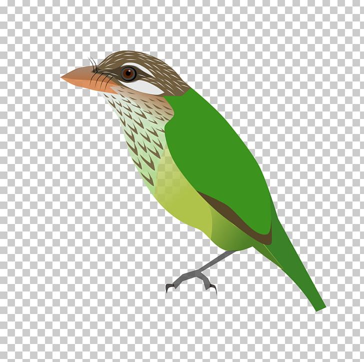 Finch Old World Flycatcher Common Nightingale Sparrow PNG, Clipart, Barbet, Beak, Bird, Collection, Common Nightingale Free PNG Download