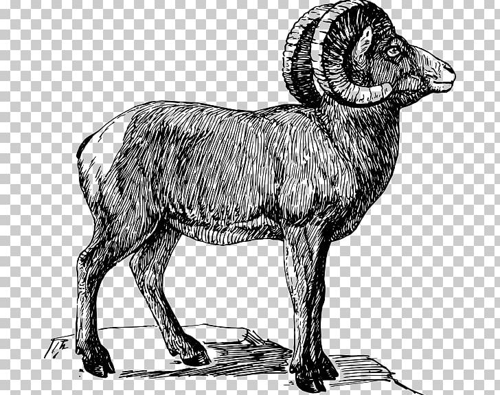 Bighorn Sheep Drawing PNG, Clipart, Animals, Argali, Art, Black And White, Carnivoran Free PNG Download