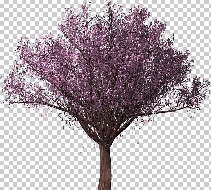 Cherry Blossom East Asian Cherry Cerasus Tree PNG, Clipart, Blossom, Blossom Tree, Branch, Cerasus, Cherry Free PNG Download