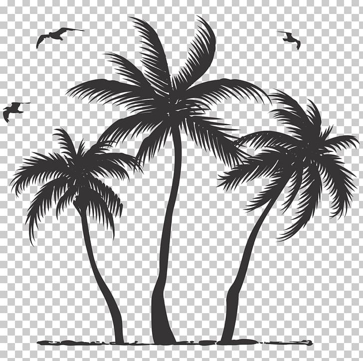 Coconut Asian Palmyra Palm Tree Arecaceae PNG, Clipart, Arecales, Black And White, Borassus Flabellifer, Branch, Coqueiro Free PNG Download