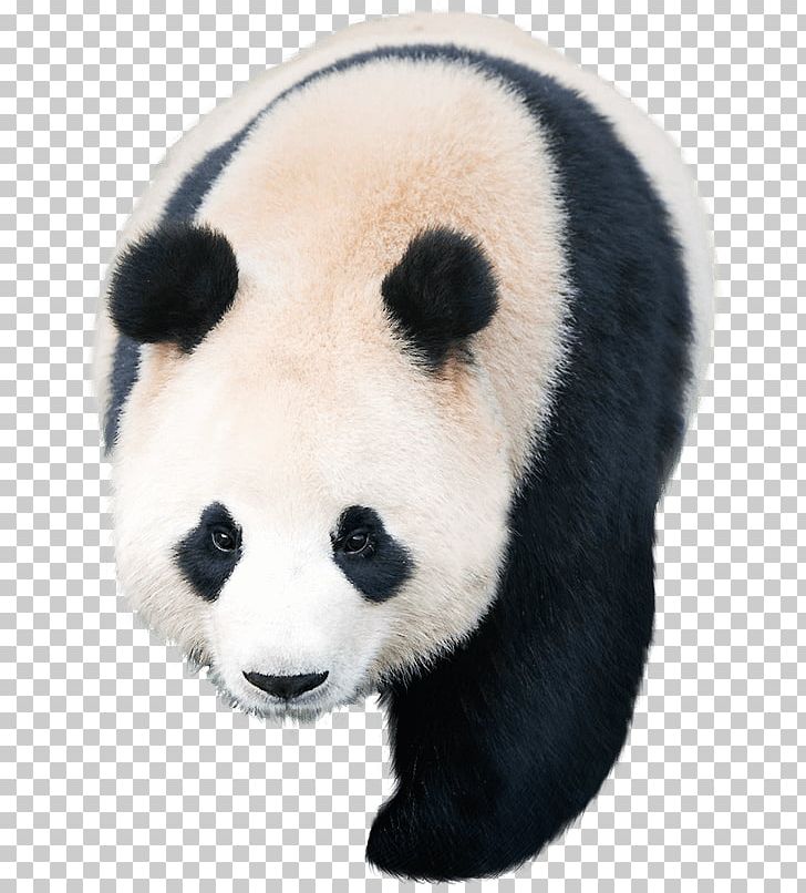 Giant Panda Pandas Kakao Games PNG, Clipart, Bear, Carnivoran, Fur, Game, Giant Panda Free PNG Download