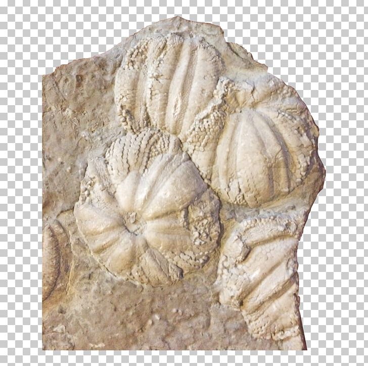 Jellyfish Coelenterata Sea Anemones And Corals Fossil Stone Carving PNG, Clipart, Art, Artifact, Cnidaria, Coelenterata, Coral Free PNG Download
