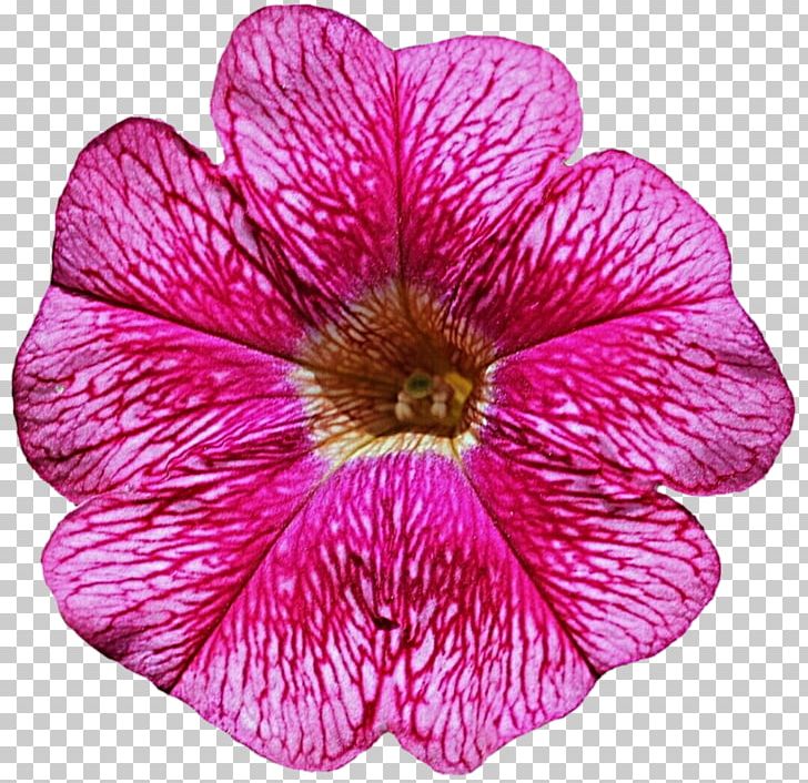 Petunia Flower PNG, Clipart, Annual Plant, Blog, Clip Art, Flower, Flowering Plant Free PNG Download