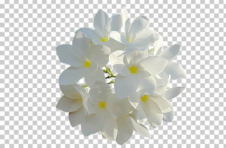 Cut Flowers White Petal PNG, Clipart, Acacia Dealbata, Color, Cut Flowers, Desktop Wallpaper, Floral Scent Free PNG Download