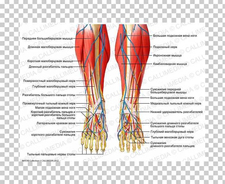 Foot Crus Nerve Human Leg Muscle PNG, Clipart, Abdomen, Anatomy, Area, Arm, Artery Free PNG Download