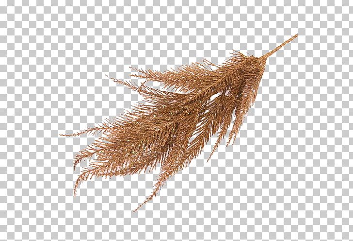 Grasses Commodity Family PNG, Clipart, Commodity, Family, Grass, Grasses, Grass Family Free PNG Download