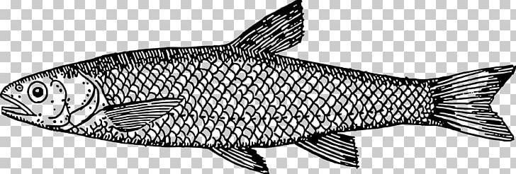 Line Art Drawing Fish PNG, Clipart, Animal Figure, Animals, Art, Black And White, Carp Free PNG Download