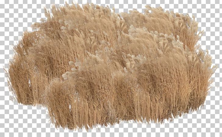 Rendering Animation Plant PNG, Clipart, Animation, Deviantart, Fur, Grass, Miscellaneous Free PNG Download