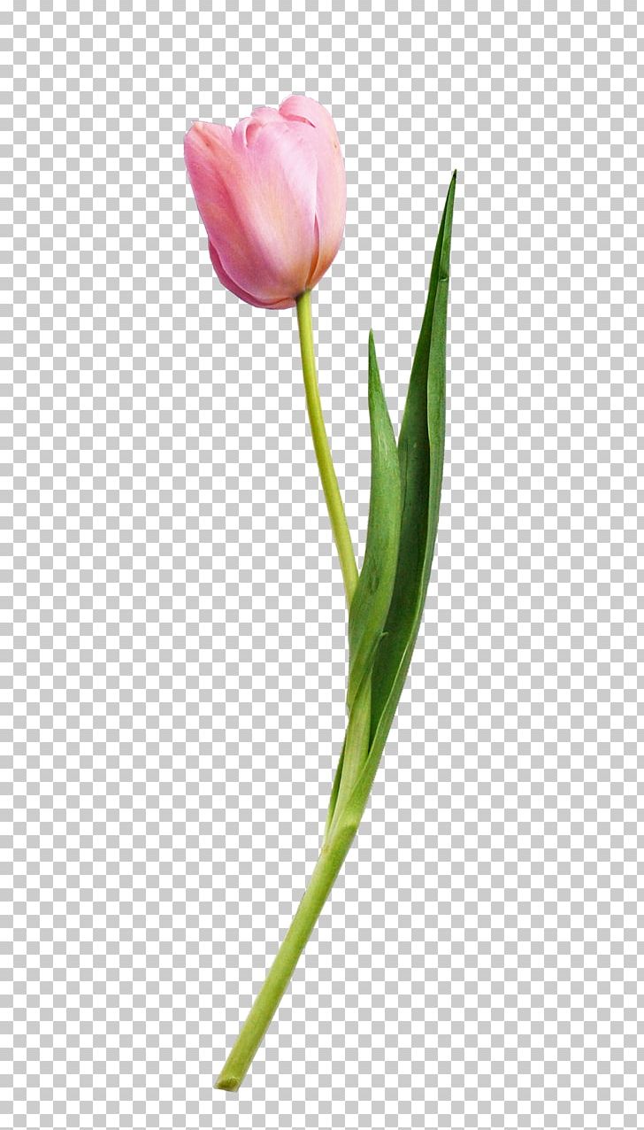 Tulip Flower Plant PNG, Clipart, Bud, Cut Flowers, Designer, Encapsulated Postscript, Euclidean Vector Free PNG Download