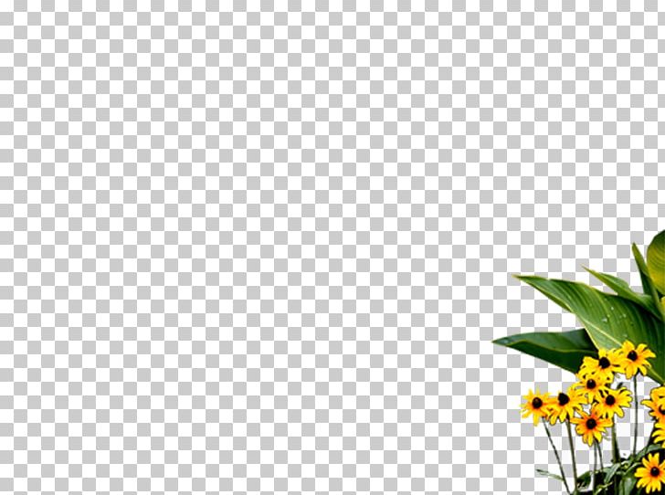 Blogger Flower WordPress.com PNG, Clipart, Blog, Blogger, Computer Wallpaper, Desktop Wallpaper, Flora Free PNG Download