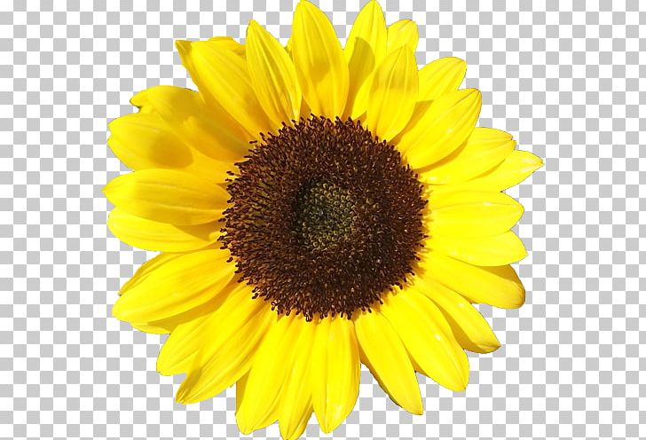 Common Sunflower Graphics Drawing PNG, Clipart, Common Sunflower, Daisy Family, Drawing, Flower, Flowering Plant Free PNG Download