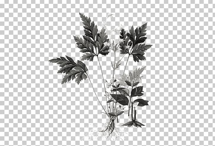 Coptis Chinensis Shennong Ben Cao Jing Berberine Extract Hydrochloride PNG, Clipart, Aromatic Herbs, Black And White, Branch, Chinese Herbology, Chinese Herbs Free PNG Download