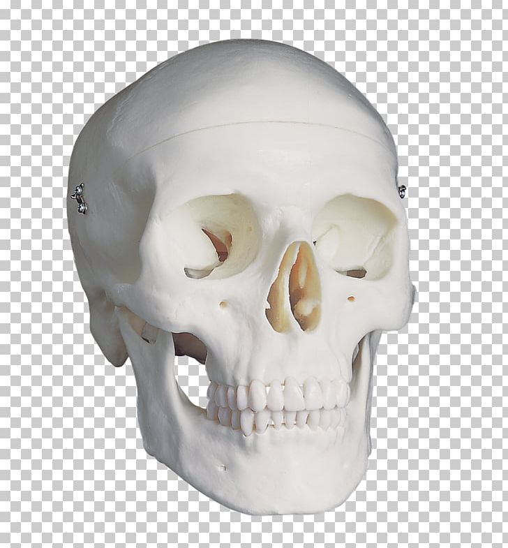 Skull Anatomy Brain Homo Sapiens Falx Cerebri PNG, Clipart, Anatomy, Biology, Bone, Brain, Face Free PNG Download