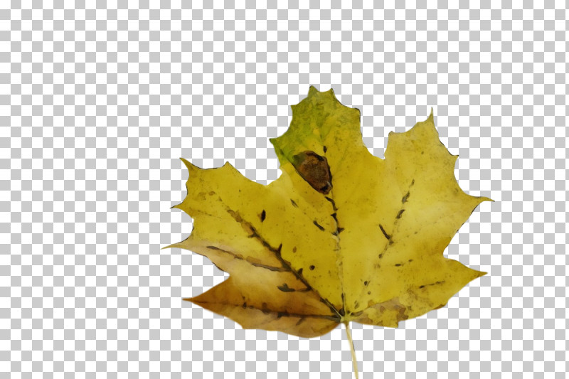 Leaf Maple Leaf / M Tree Biology Science PNG, Clipart, Biology, Leaf, Maple Leaf M, Paint, Plants Free PNG Download