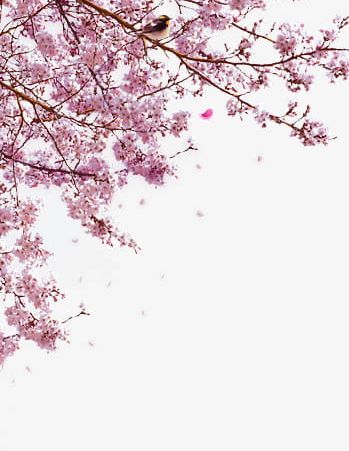 Cherry Tree Realism PNG, Clipart, Backgrounds, Beautiful, Blossom, Blossoms, Branch Free PNG Download