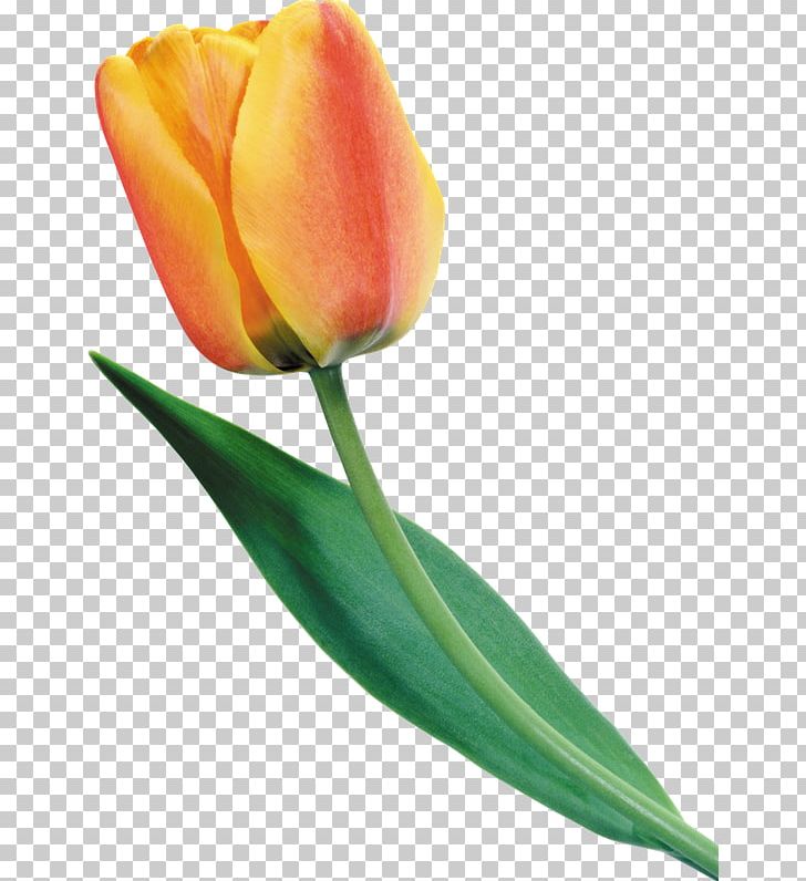 Tulip Flower Yellow Petal PNG, Clipart, Bud, Cut Flowers, Daffodil, Desktop Wallpaper, Floral Design Free PNG Download