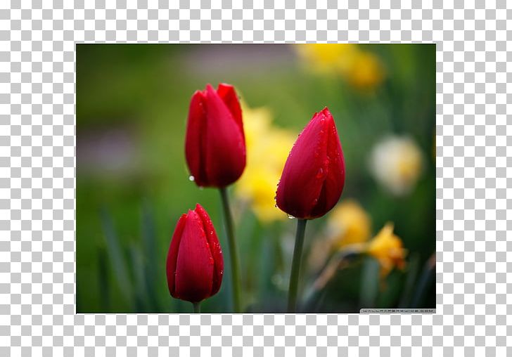 Ultra-high-definition Television 4K Resolution 1080p Tulip PNG, Clipart, 4k Resolution, 720p, 1080p, 1610, Bud Free PNG Download