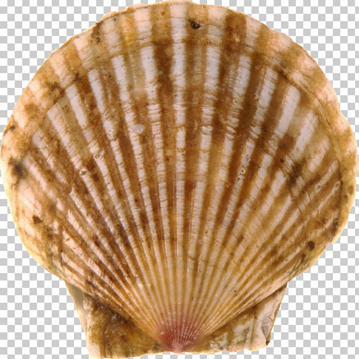 Bay Scallop Seashell PNG, Clipart, Animal Product, Animals, Bay Scallop, Clam, Clams Oysters Mussels And Scallops Free PNG Download