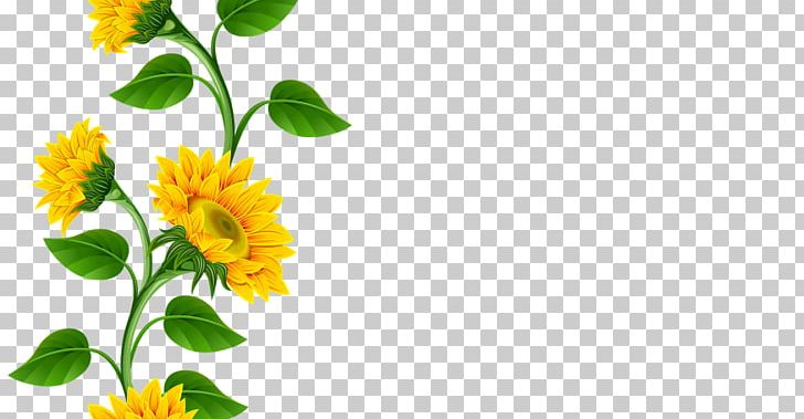 Common Sunflower PNG, Clipart, Annual Plant, Calendula, Chrysanths, Clipart, Clip Art Free PNG Download