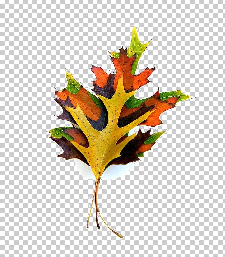Paper Maple Leaf Autumn Leaf Color PNG, Clipart, Autumn, Autumn Leaf Color, Branch, Collage, Faded Free PNG Download