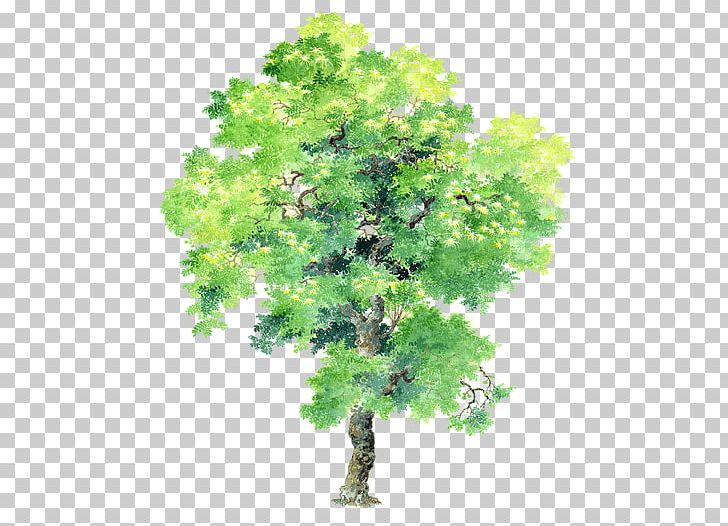 Plant Tree Bauhinia Variegata Bauhinia × Blakeana PNG, Clipart, Acacia Tree, Branch, Cartoon, Free Logo Design Template, Grass Free PNG Download