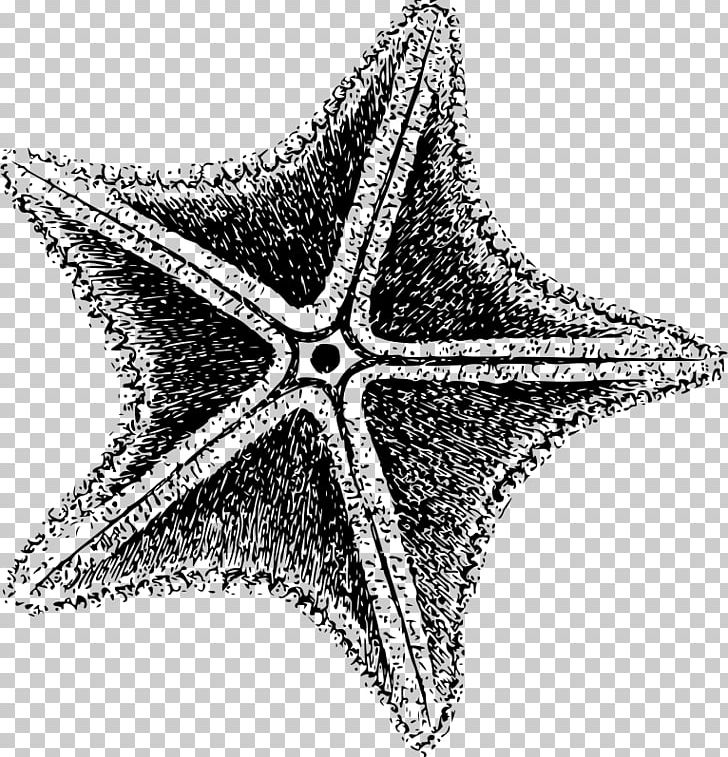 Starfish Invertebrate PNG, Clipart, Animal, Animals, Black And White, Computer Icons, Echinoderm Free PNG Download
