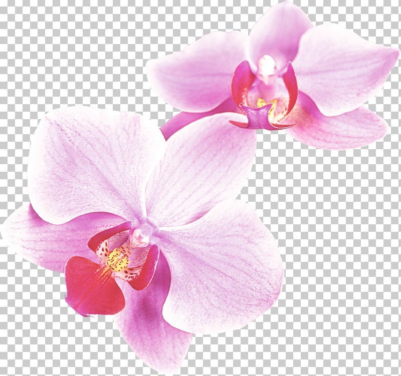 Flower Petal Moth Orchid Pink Plant PNG, Clipart, Flower, Moth Orchid, Orchid, Petal, Pink Free PNG Download