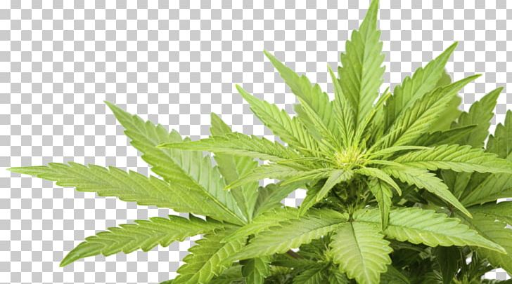 Cannabis Sativa Medical Cannabis Hemp Cannabidiol PNG, Clipart, Cannabidiol, Cannabis, Cannabis Cultivation, Cannabis Ruderalis, Cannabis Sativa Free PNG Download