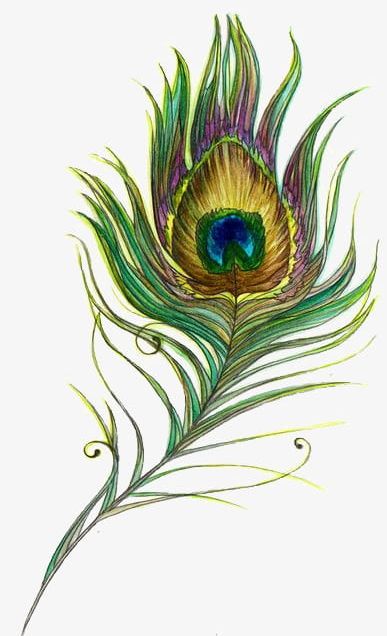 Feather PNG, Clipart, Creative, Creative Feather, Drawing, Drawing Feather, Feather Free PNG Download
