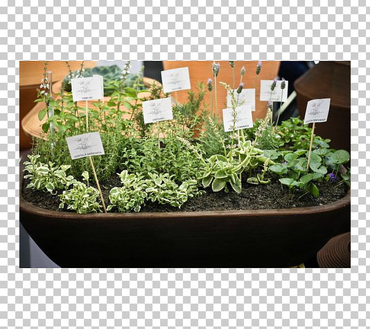 Herb Market Garden Flowerpot Vegetable PNG, Clipart, Fines Herbes, Flowerpot, Food Drinks, Garden, Grass Free PNG Download