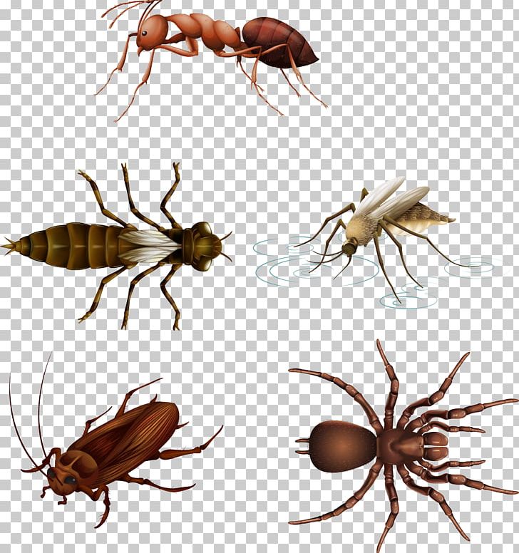 Insect Mosquito Ant Illustration PNG, Clipart, Animals, Arthropod, Drawing, Euclidean Vector, Fly Free PNG Download