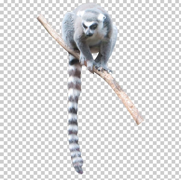 Lemur Monkey Bird Graphic Design PNG, Clipart, Animal, Animals, Architectural Rendering, Architecture, Bird Free PNG Download