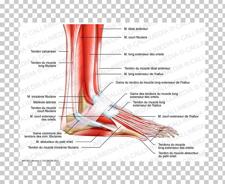 Muscle Nerve Foot Muscular System Anatomy PNG, Clipart, Anatomy, Angle, Arm, Blood Vessel, Crus Free PNG Download