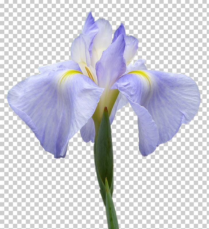 Orris Root Irises Flower PNG, Clipart, Blue, Cut Flowers, Drawing, Flower, Flowering Plant Free PNG Download
