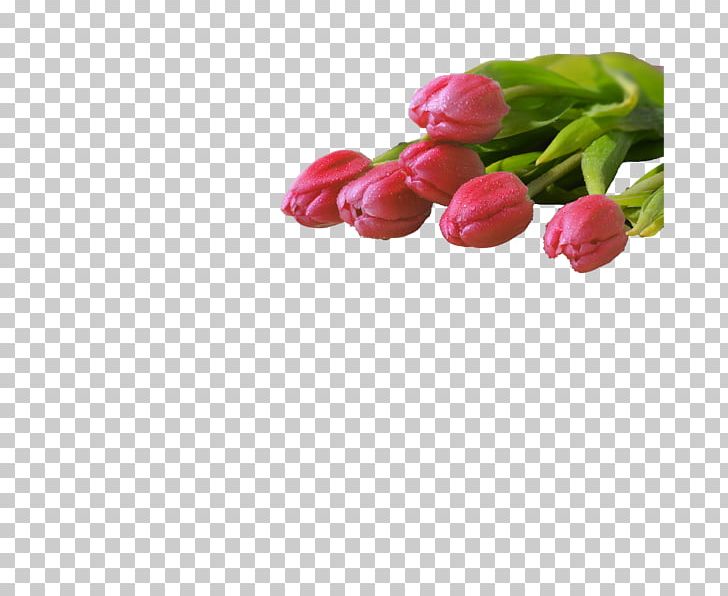 Tulip International Women's Day Greeting & Note Cards Flower Ansichtkaart PNG, Clipart,  Free PNG Download